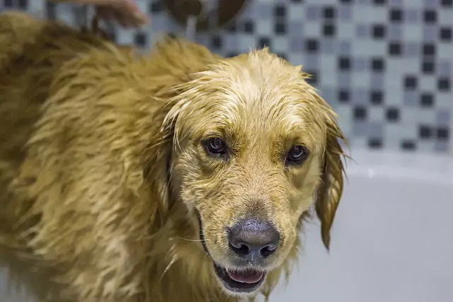 Golden Retriever - Grooming